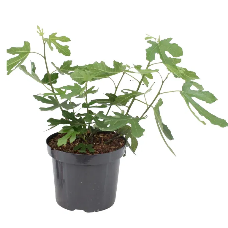 Fiken LITTLE MISS FIGGY