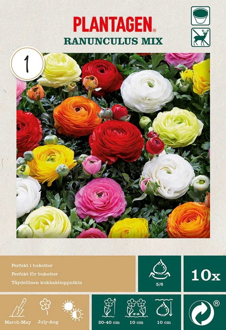 Ranunculus Mix