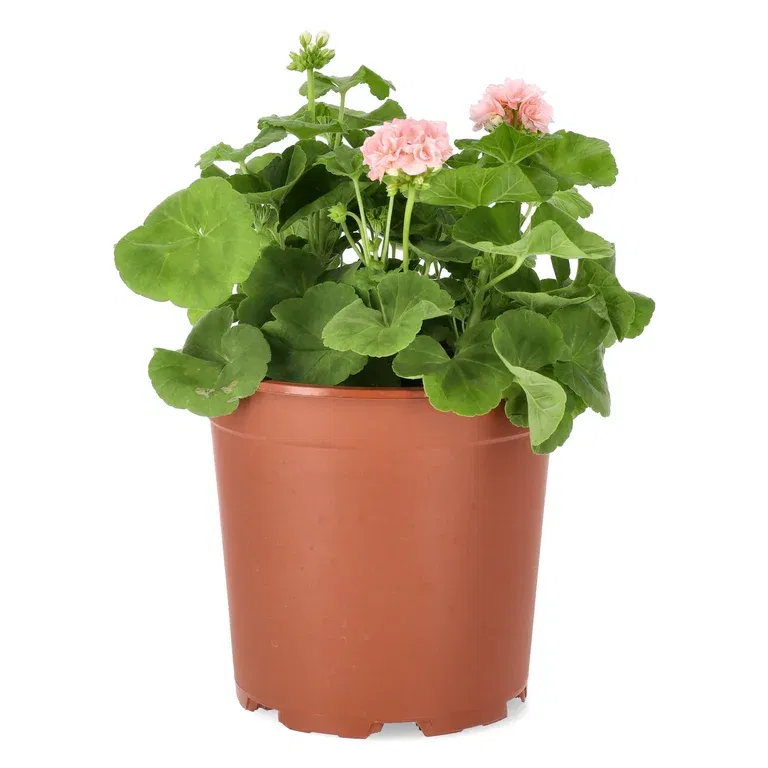 Pel. 'Dr. Ingrid/Mårbacka' 27 cm