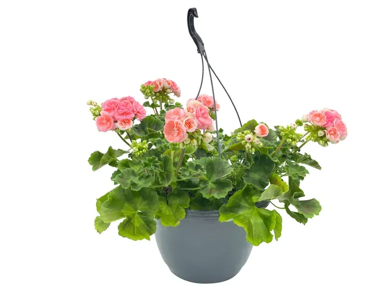 Pel. z. 'Astrid' h.basket 27 cm