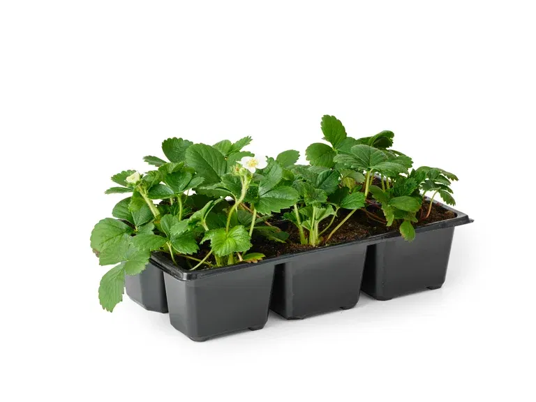 Fragaria x ananassa 'Beltran' 6-p