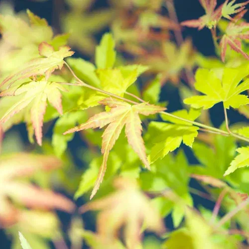 Acer palm. 'Orange Dream' 100-125cm 35cm