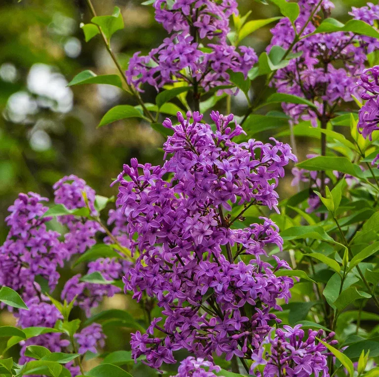 Syringa (Bloomerang-Ser) BLOOMERANG® DARK PURPLE stem 90 29