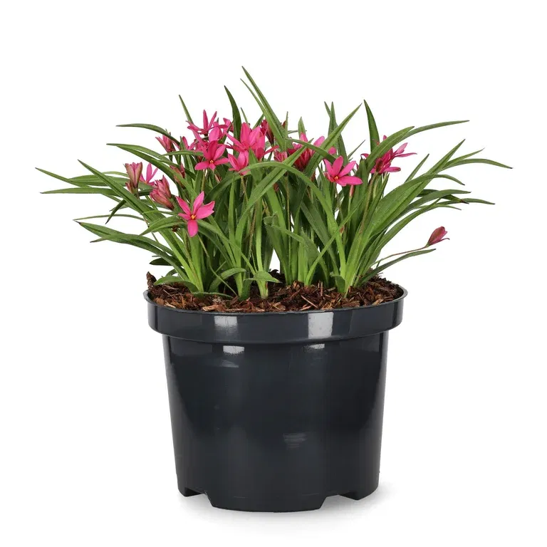 Rhodoxis 'Fairytale' 17cm