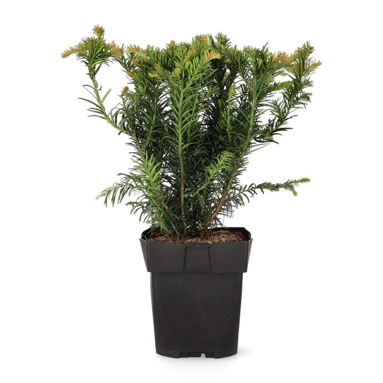 Taxus baccata 'Repandens' 17cm