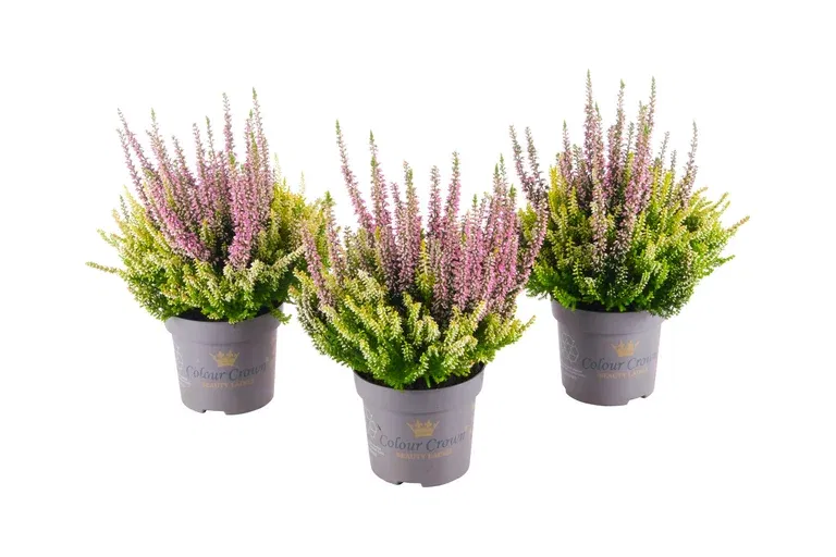 All N. Calluna 'Colour Crown' 12 cm