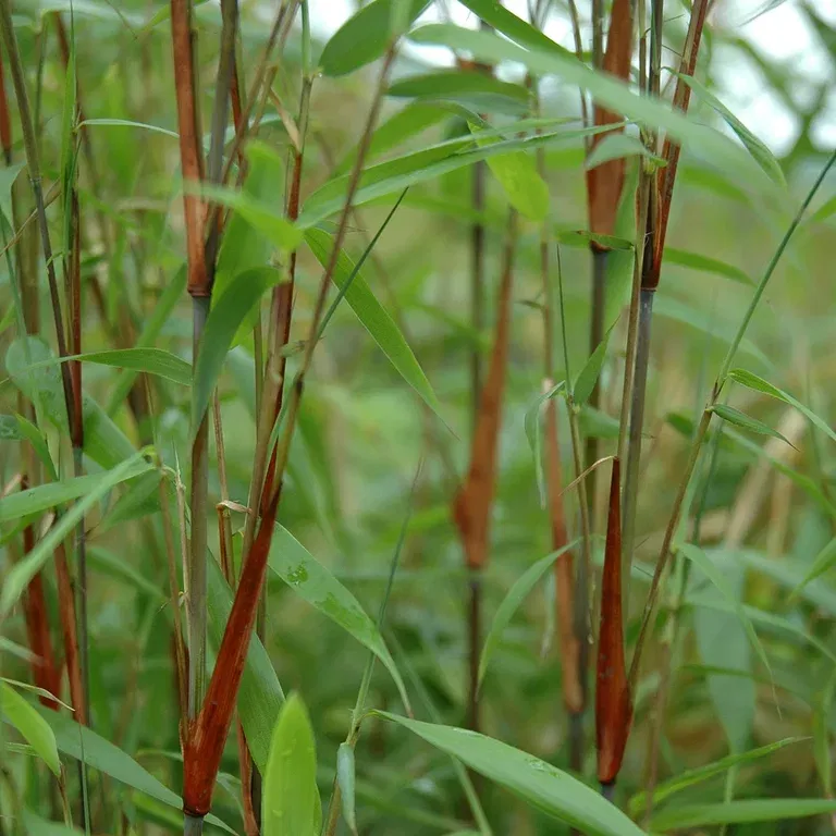 Fargesia 'Asian Wonder' C 18 XXL