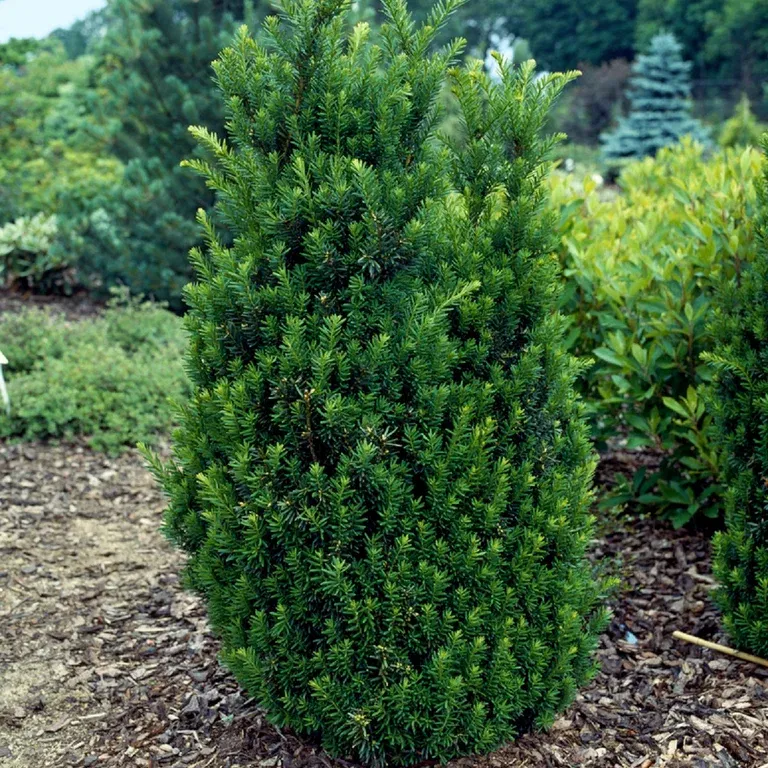 Taxus x media 'Hillii' 80-100cm 29cm