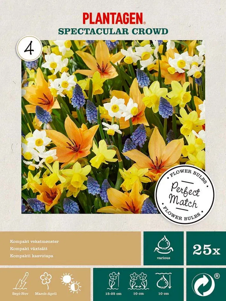 Perfect Match Spectacular Crowd