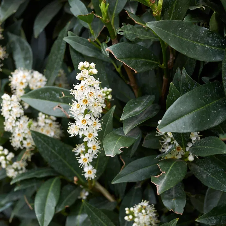 Prunus laurocerasus 'Otto Luyken' 30-40 23cm