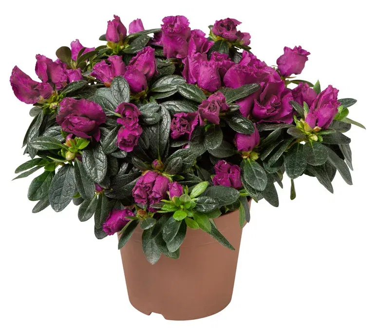 Rhododendron simsii Purple 12 cm