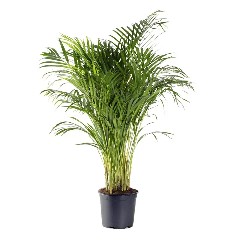 Dypsis lutescens 35 cm