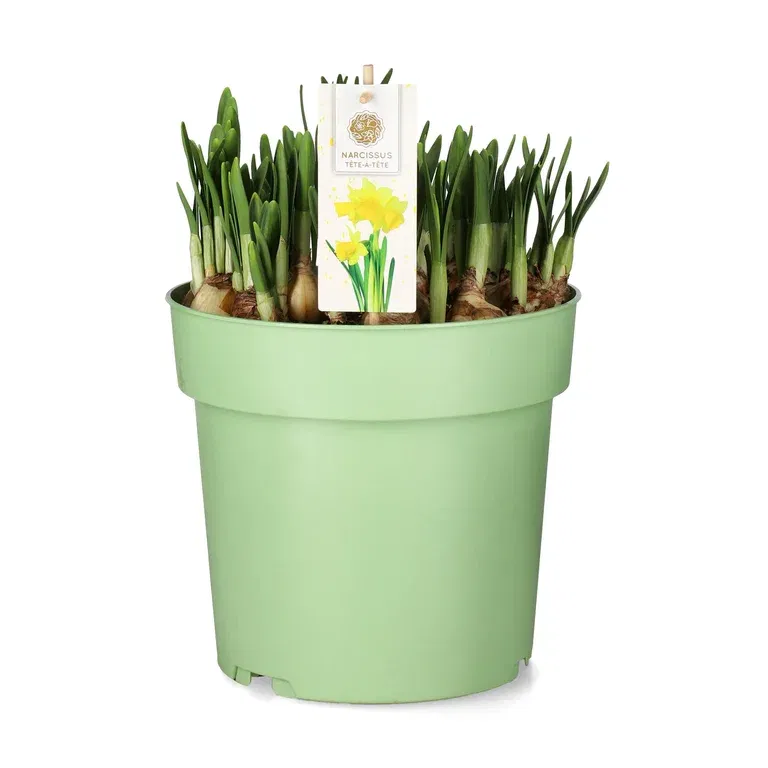 Narcissus 'Tete a tete' 23 cm