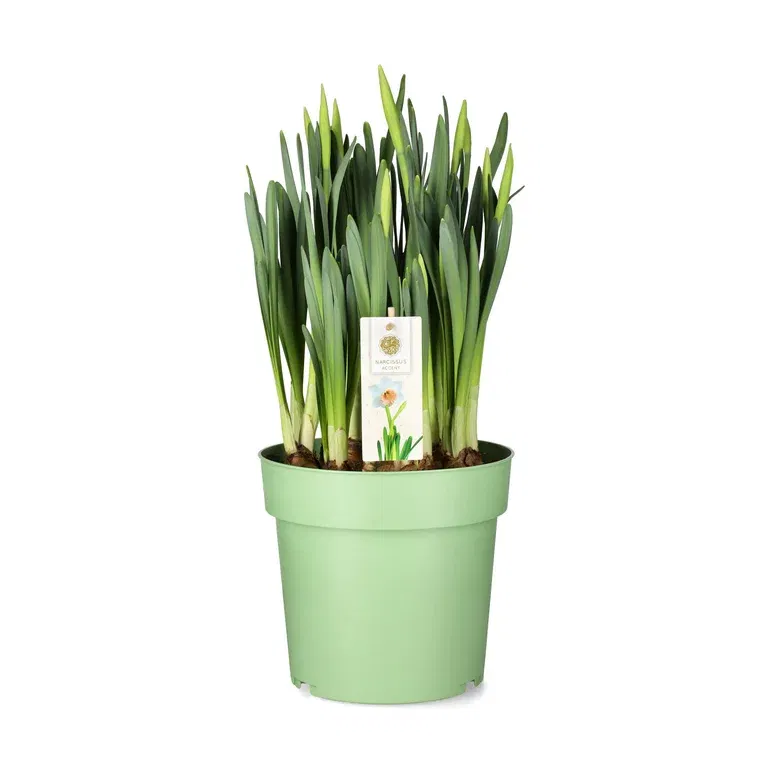 Narcissus 'Accent' 23 cm