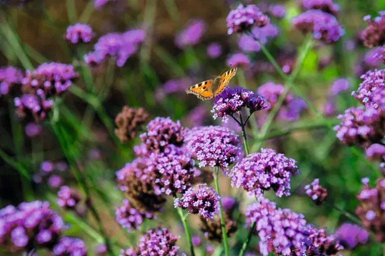 Verbena bonariensis 6 cm