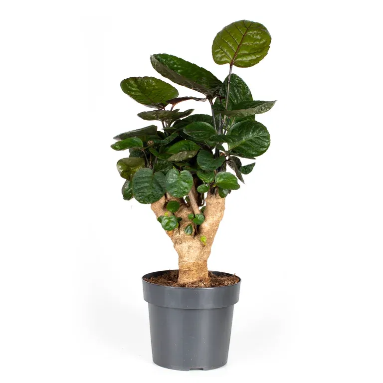 Polyscias 'Fabian' 17 cm