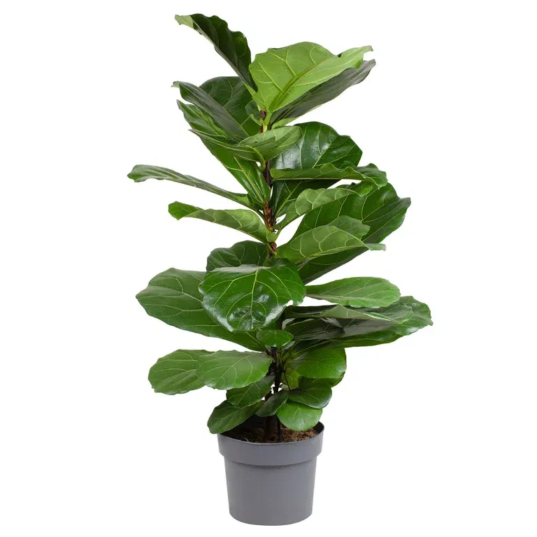 Ficus lyrata 24 cm