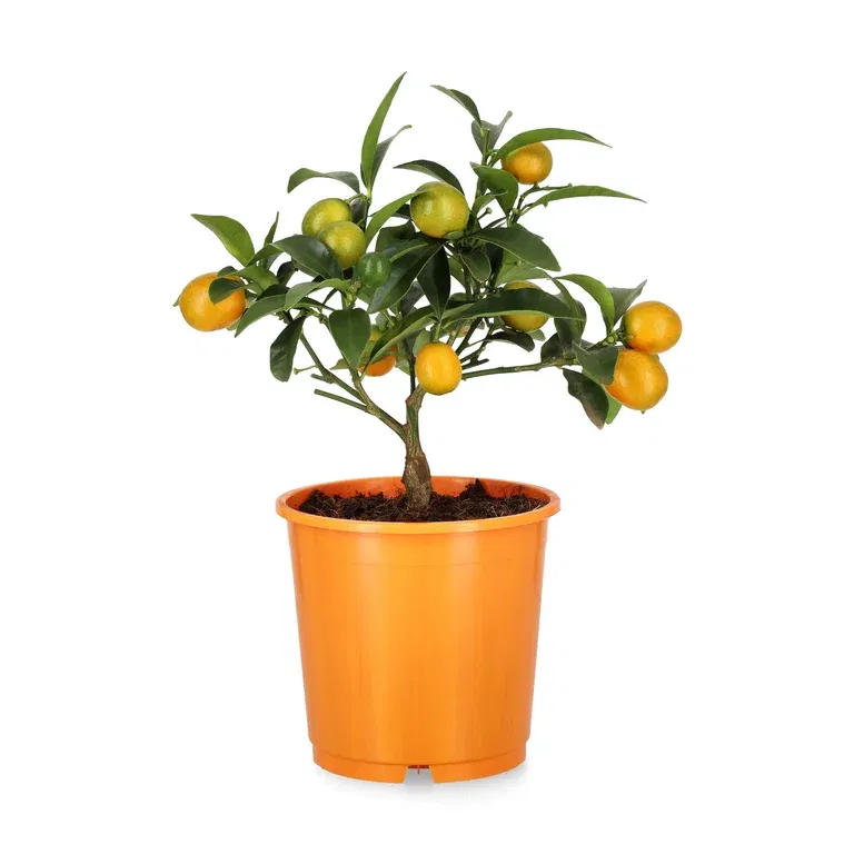 Kumquat oppstammet