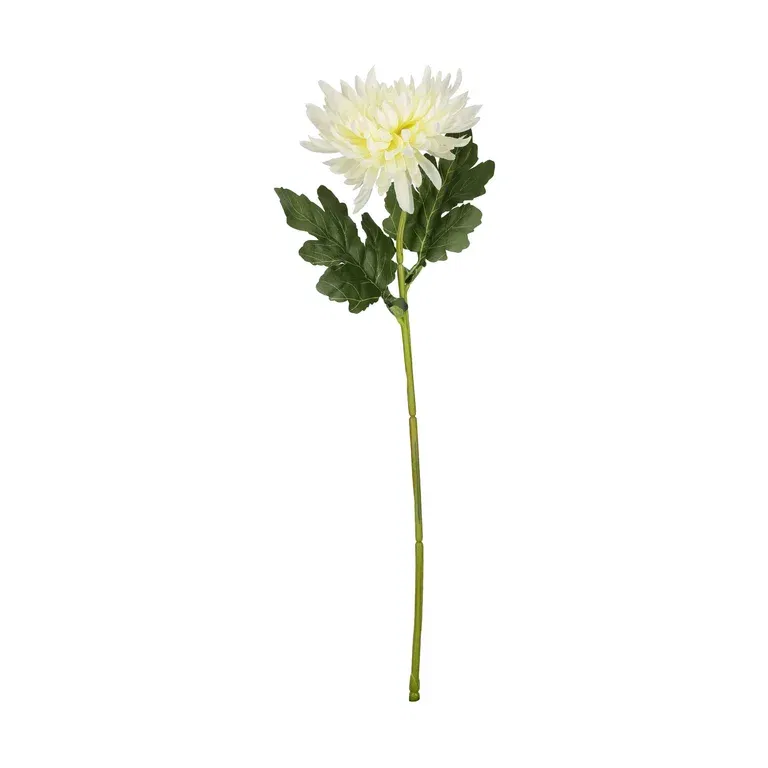 Chrysanthemum cut flower H45 cream