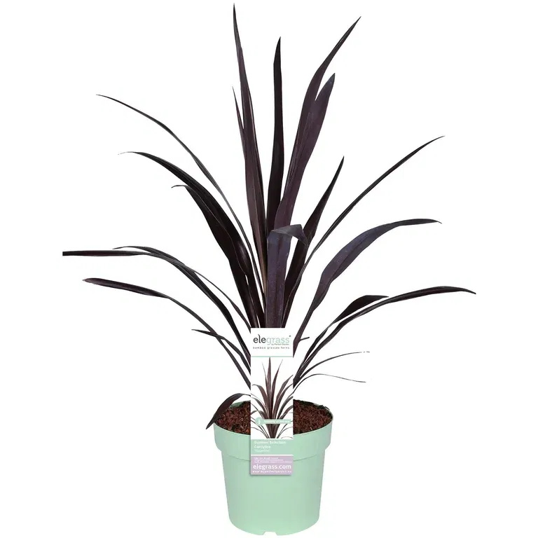 Cordyline 'Superstar' 23 cm