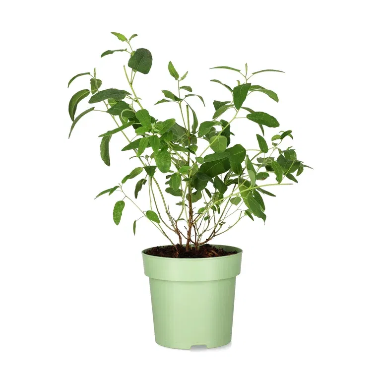 Eucalyptus 'Citriodora' 15 cm