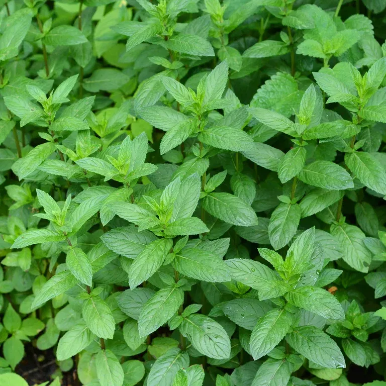 TEA Mentha pip. 'Mandarin'