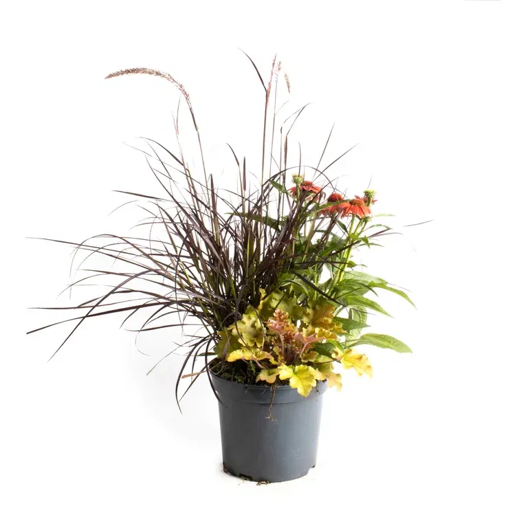 Perennials Triple Beauty Berlin 23cm