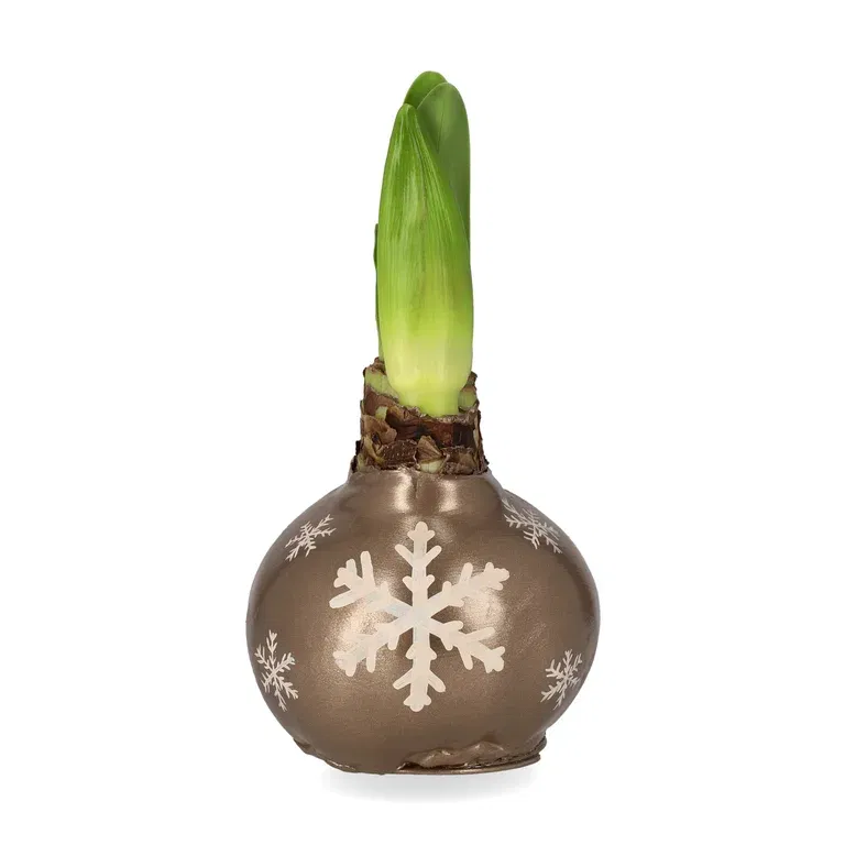 Hippeastrum Wax XXL