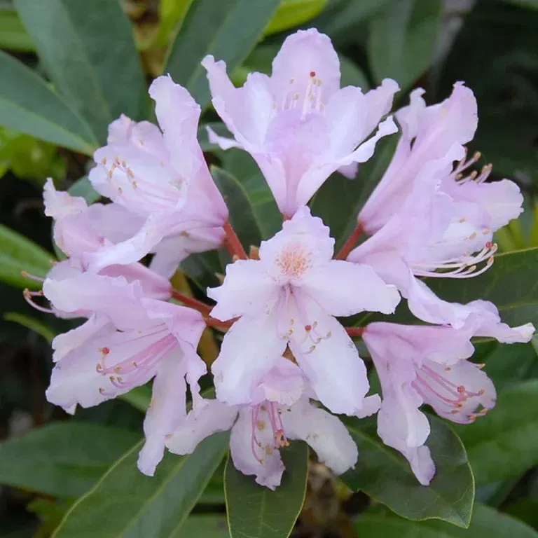 Rhododendron 'Septembercharm' 35cm