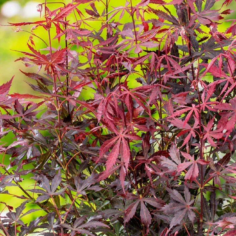 Acer palm. 'Sumi-nagashi' 100-125cm 35cm