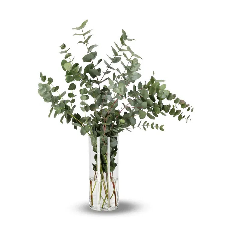 Eucalyptus 60cm 5pk YR