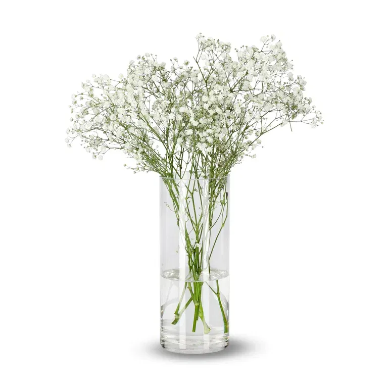 Gypsophila 50cm 5pk YR