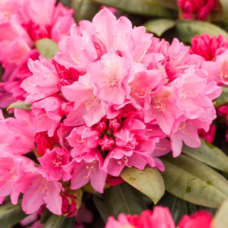 Rhododendron yak.'Polaris' 23cm