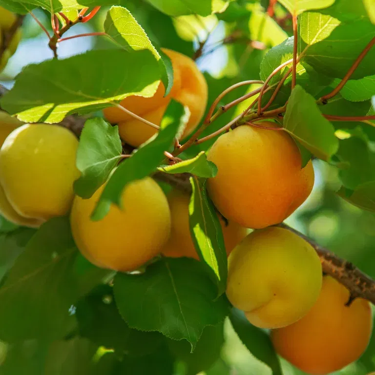 Prunus armeniaca 'Nana Aprigold' C 10