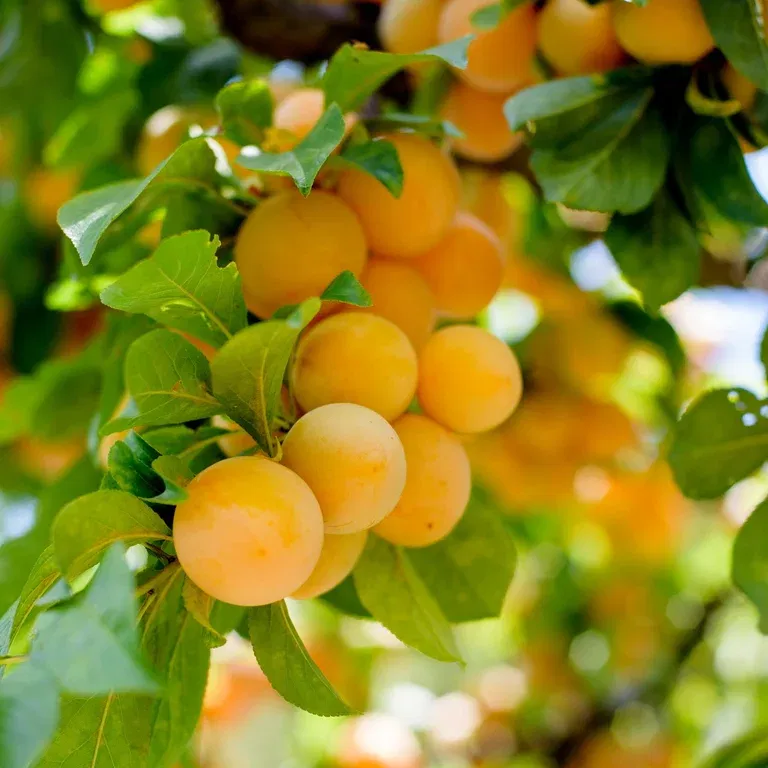 Prunus domestica 'Nana Gold Dust' C 10