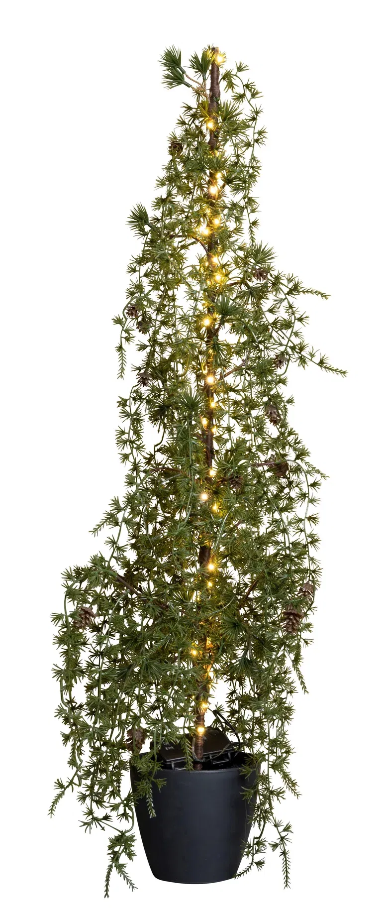 Larch Tree with Lights