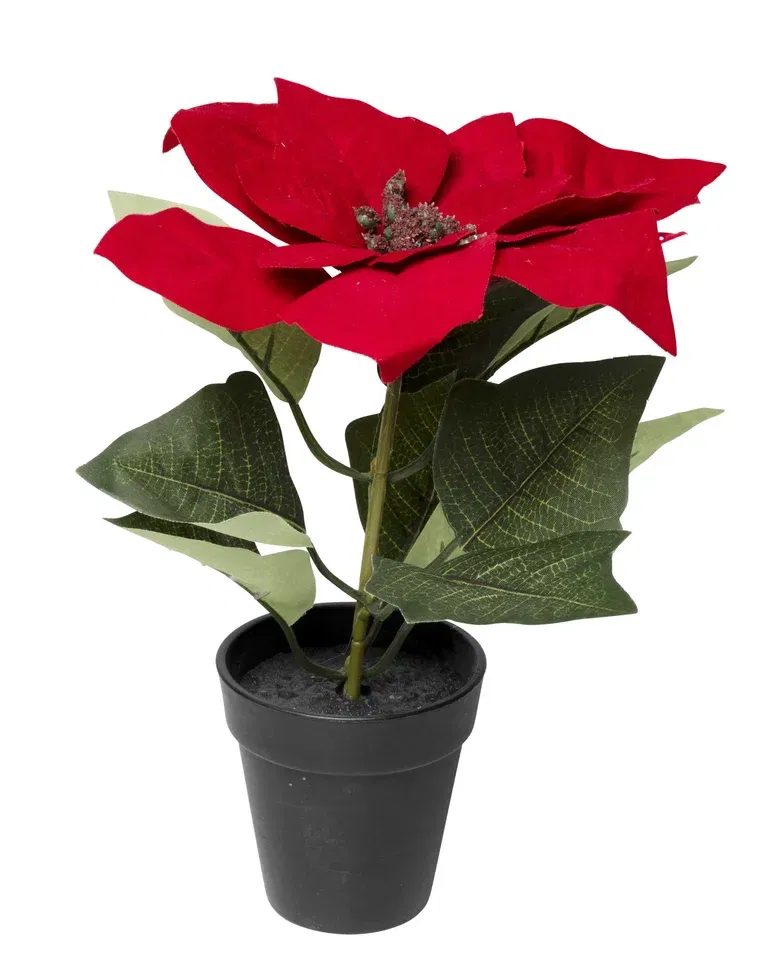 Pointsetta potted med H23 red