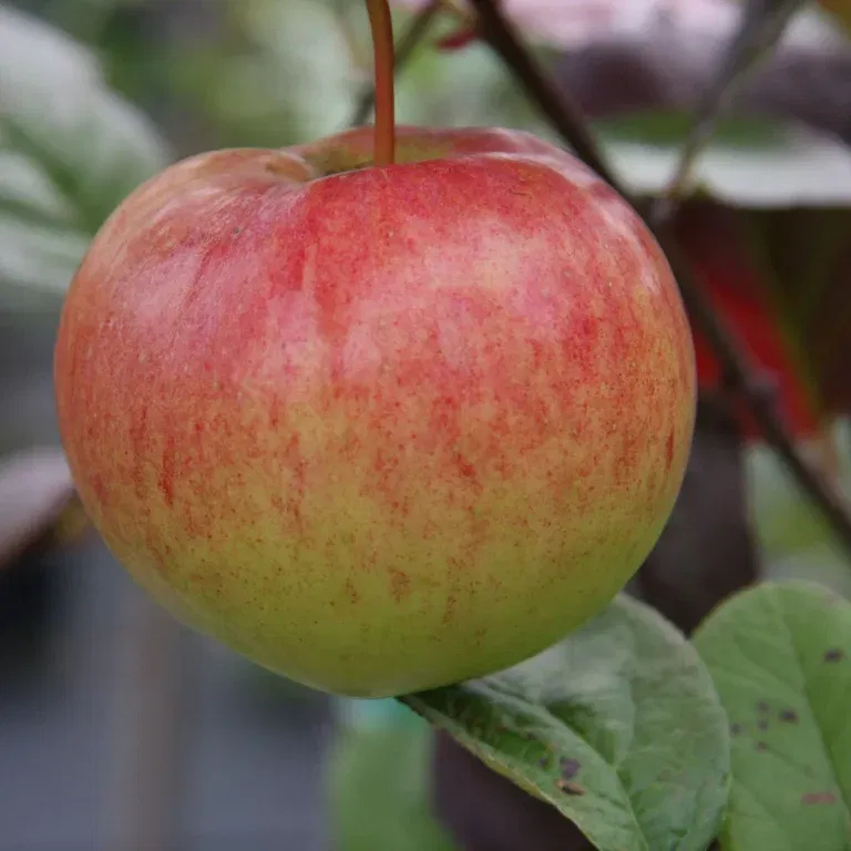 Malus domestica 'Keltakaneli' 10L