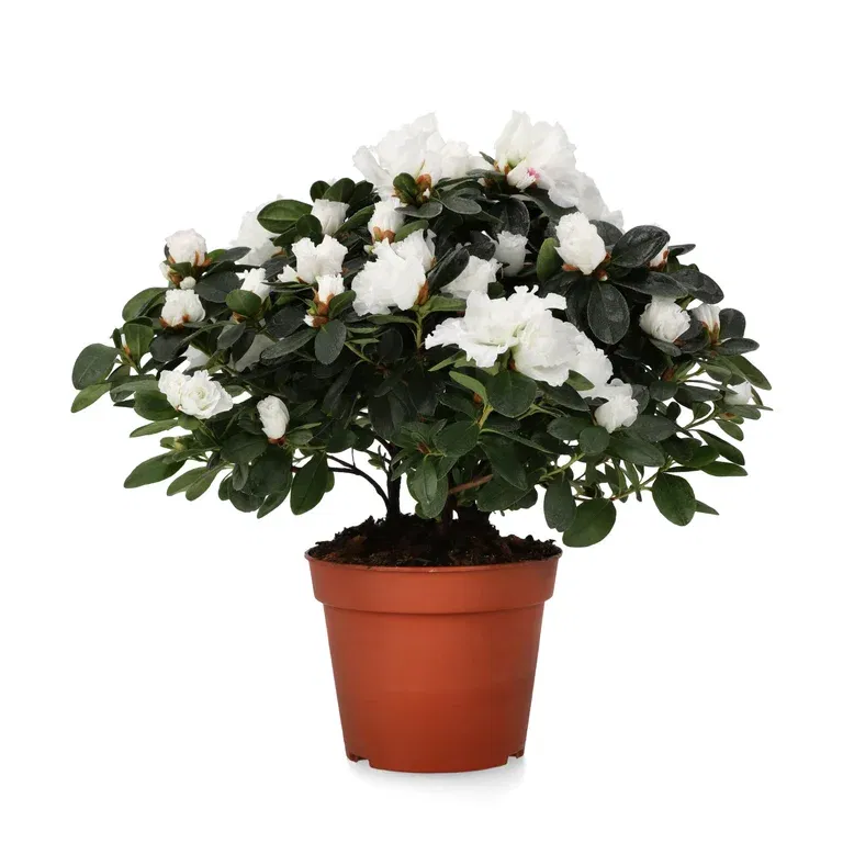 Rhododendron simsii White 15 cm
