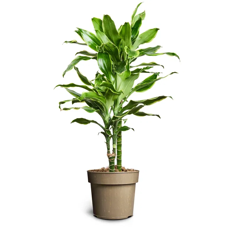 Dracaena fragrans 'Gold coast' 17 cm