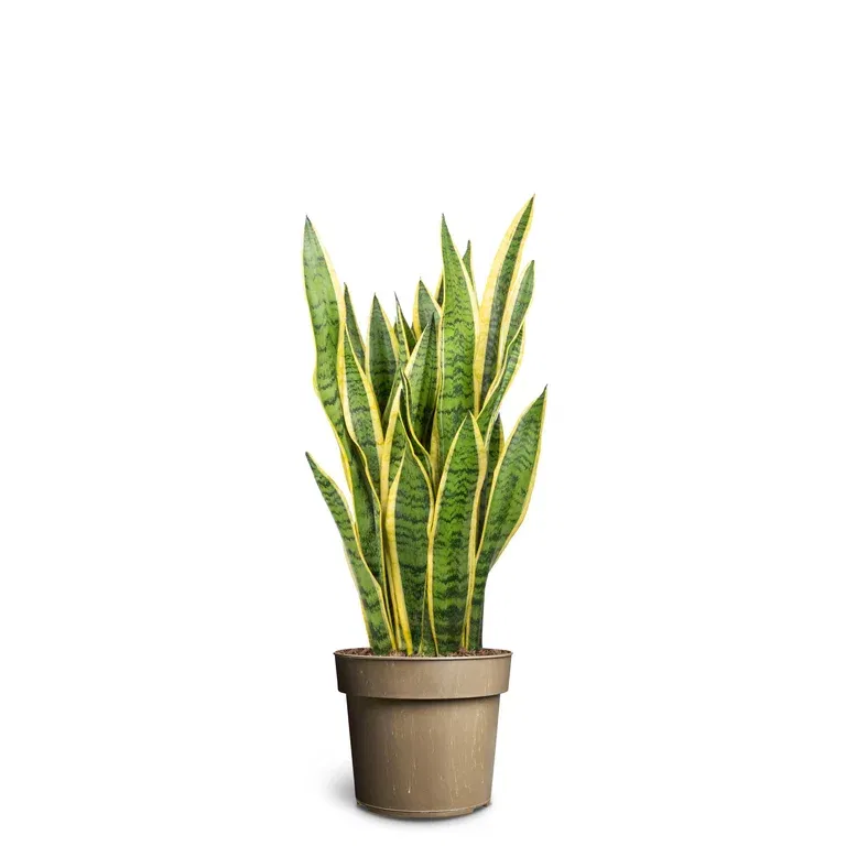 Sansevieria trifasciata 'Laurentii'