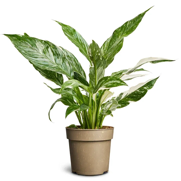 Spathiphyllum Variegata