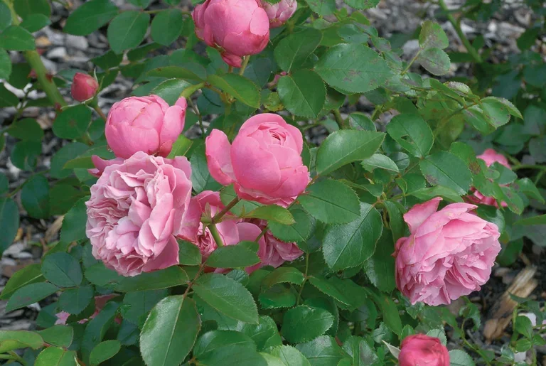 Klaserose 'Leonardo DaVinci'