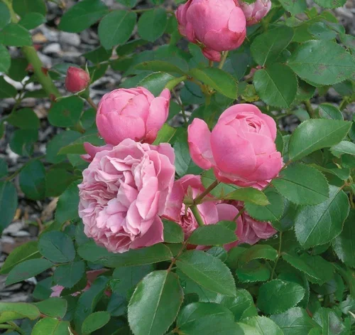 Klaserose 'Leonardo DaVinci'