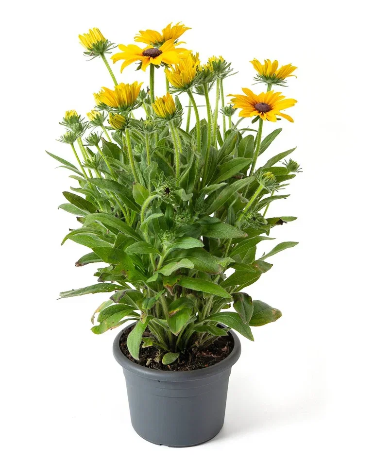 Sommersolhatt 'Sunbeckia’