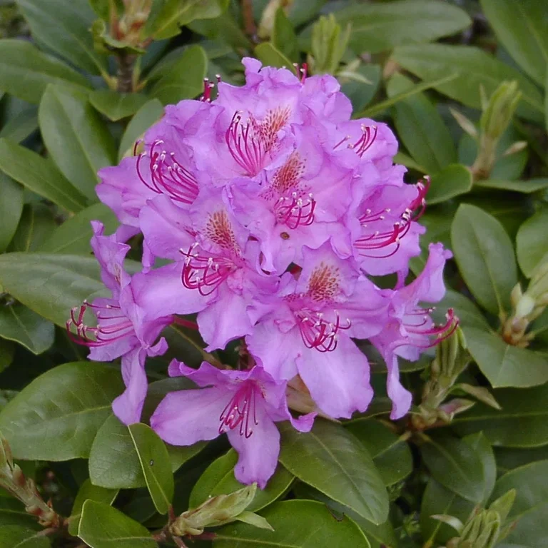 Rododendron 'Pink Purple Dream'
