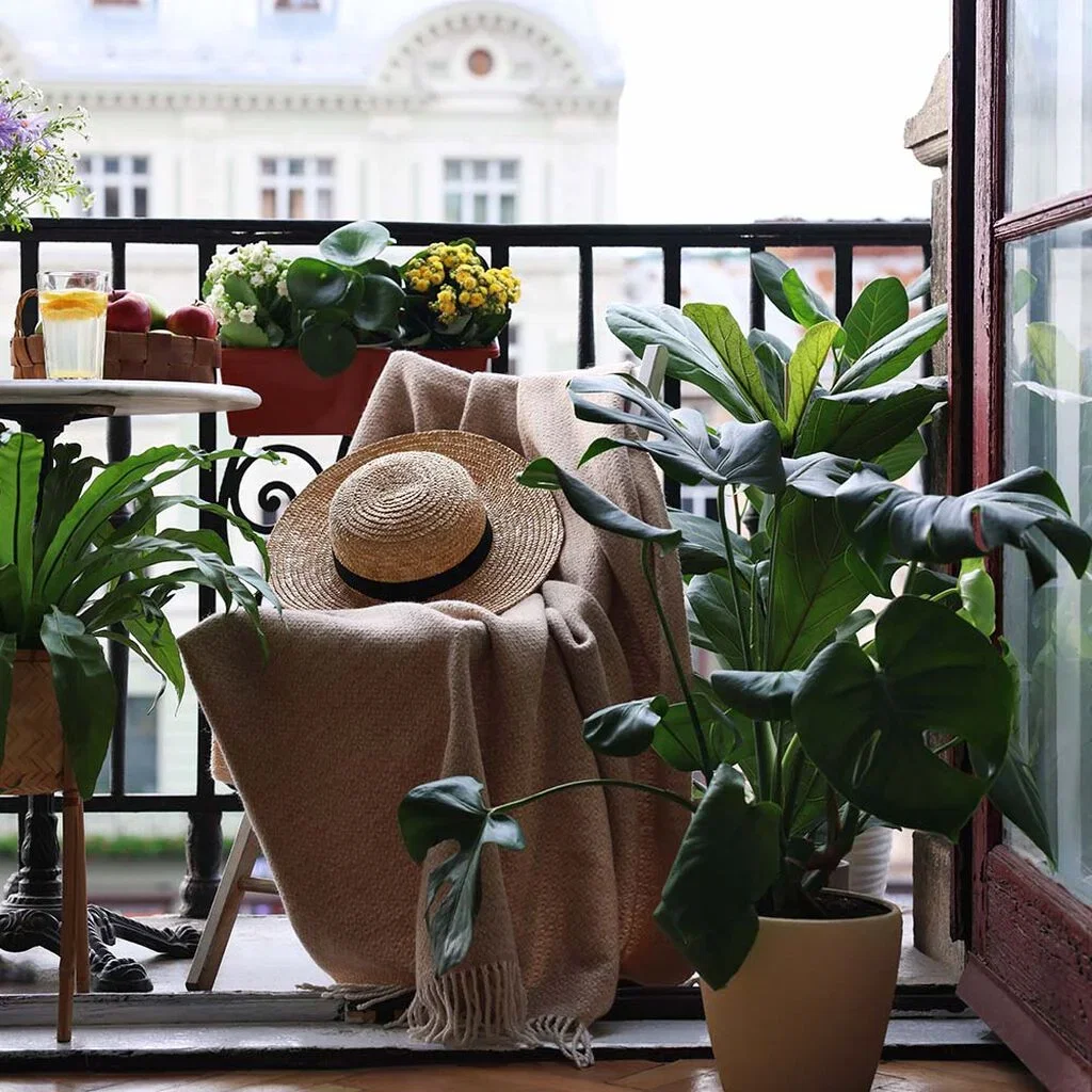 Inneplanter som kan flyttes ut om sommeren 