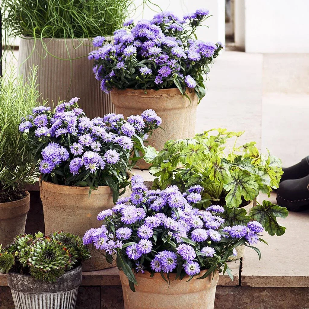 Asters – planting og stell 