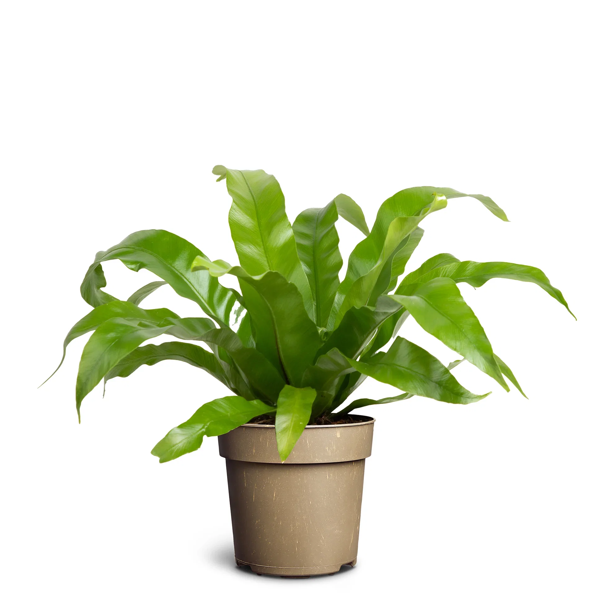 Fugleredebregne 'Cobra'