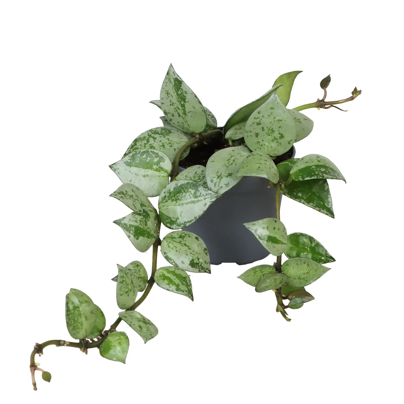Hoya mini mix